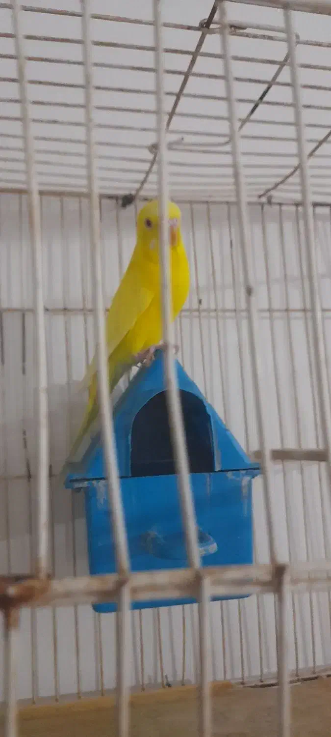 مرغ عشق ماده|پرنده|چناران, |دیوار