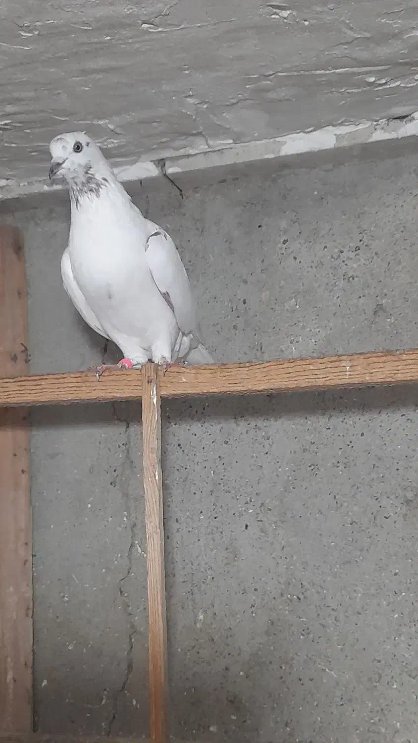کبوتر های پروازی سنگین|پرنده|رشت, آتشگاه|دیوار