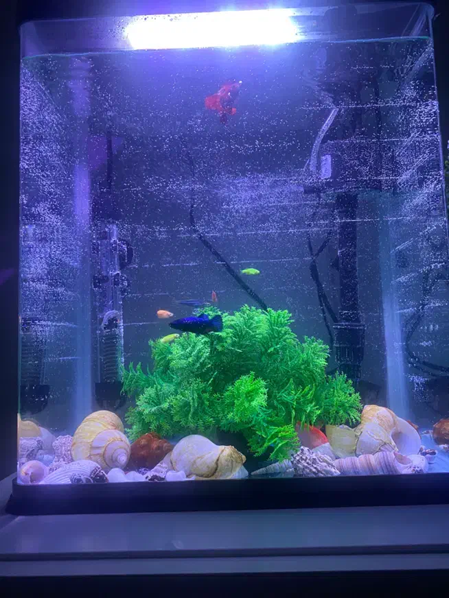 آکواریوم شیشه خم|ماهی|قزوین, |دیوار