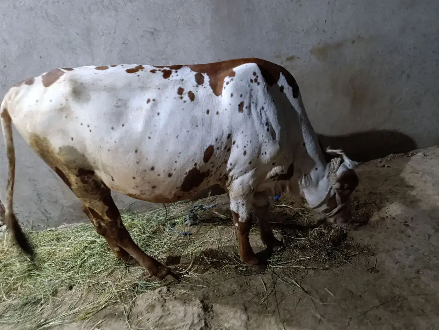 گاو نر فروشی|حیوانات مزرعه|تخت, |دیوار