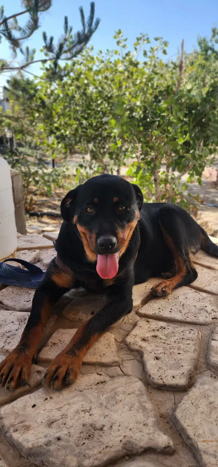 واگذاری توله سگ دو رگه روتوایلر|سگ|صوفیان, |دیوار