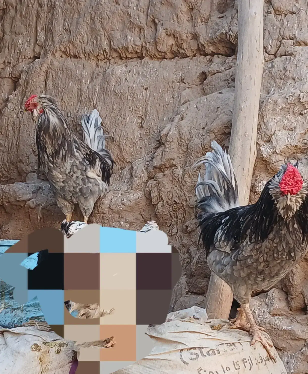 فروش تخم مرغ گلین و جوجه تمام فول در سنین مختلف|حیوانات مزرعه|زرند, |دیوار