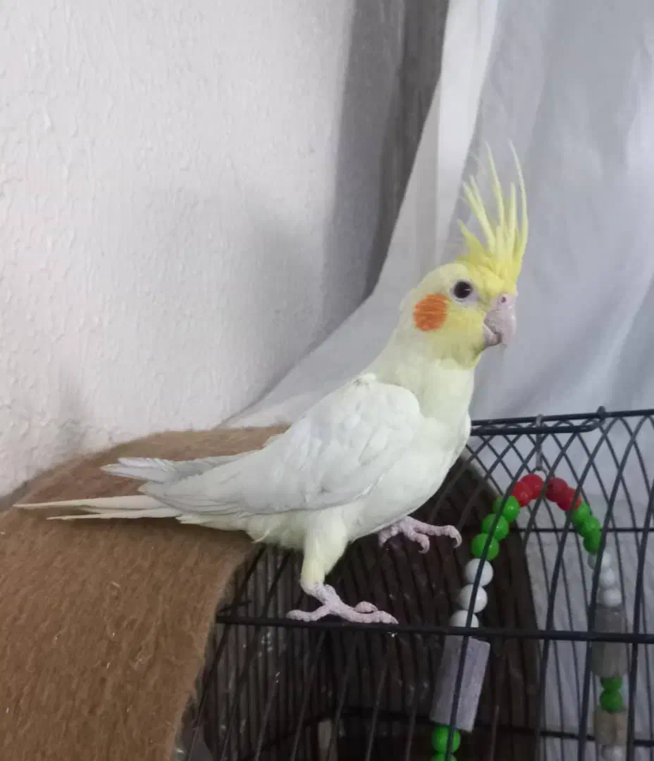 یک جفت عروس هلندی ۳ماهه|پرنده|شاهینشهر, سعدی جنوبی|دیوار