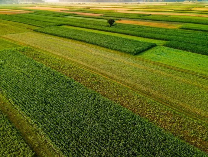 اجاره زمین کشاورزی بر اتوبان|اجارهٔ دفتر صنعتی، کشاورزی، تجاری|مرودشت, گندم‎|دیوار