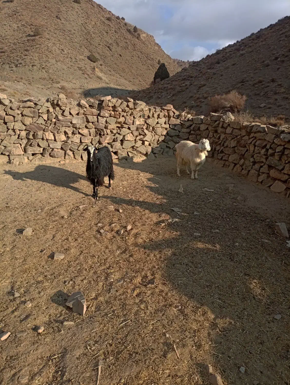 بز چاق|حیوانات مزرعه|شاهرود, |دیوار