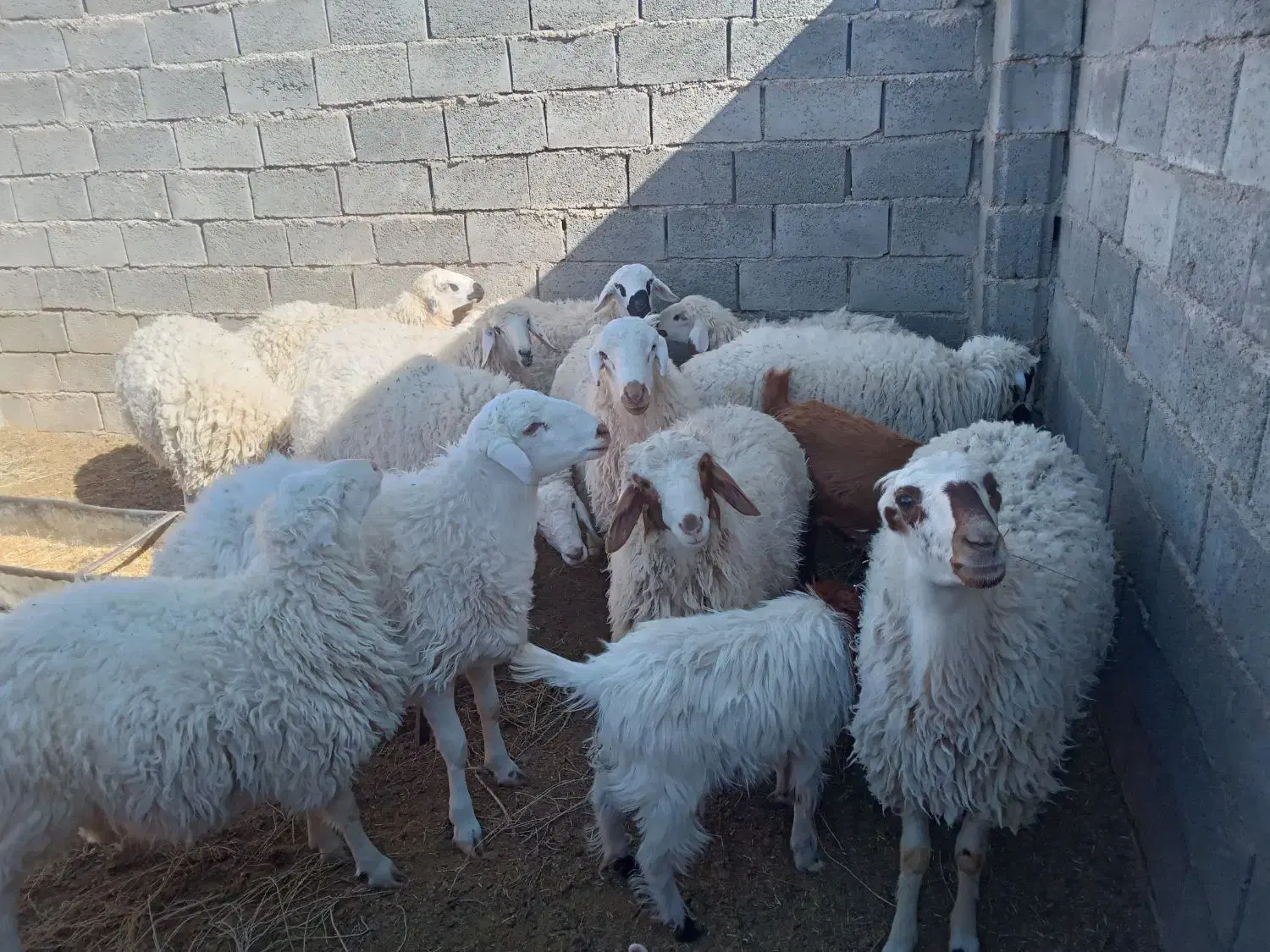 ۵بره ماده|حیوانات مزرعه|سرایان, |دیوار