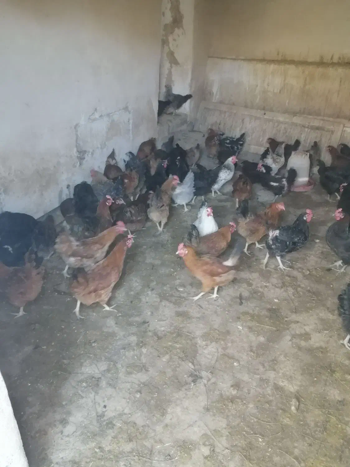 مرغ تخم گذار گلپایگان 9ماه جوان|حیوانات مزرعه|مهدی شهر, |دیوار