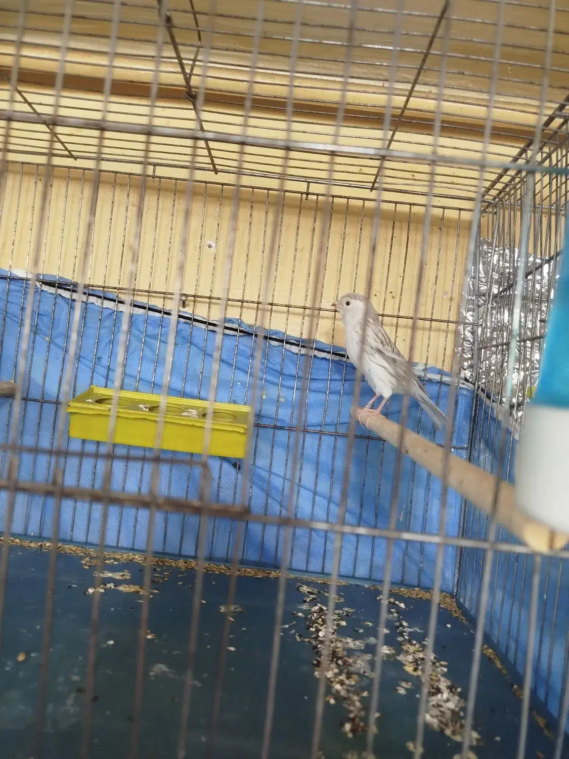 قناری|پرنده|ابهر, |دیوار