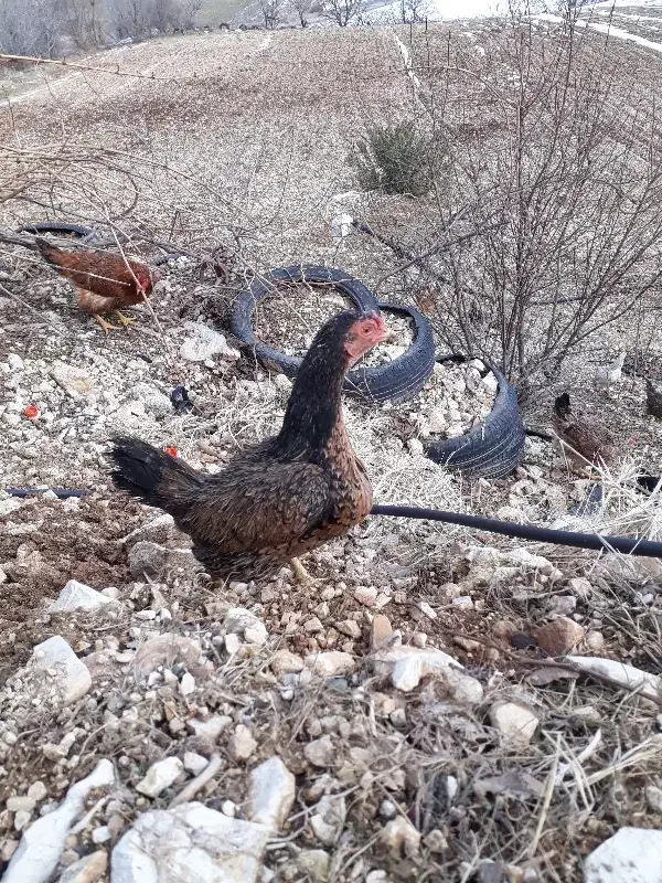 مرغ کوشامو|حیوانات مزرعه|جوانرود, |دیوار