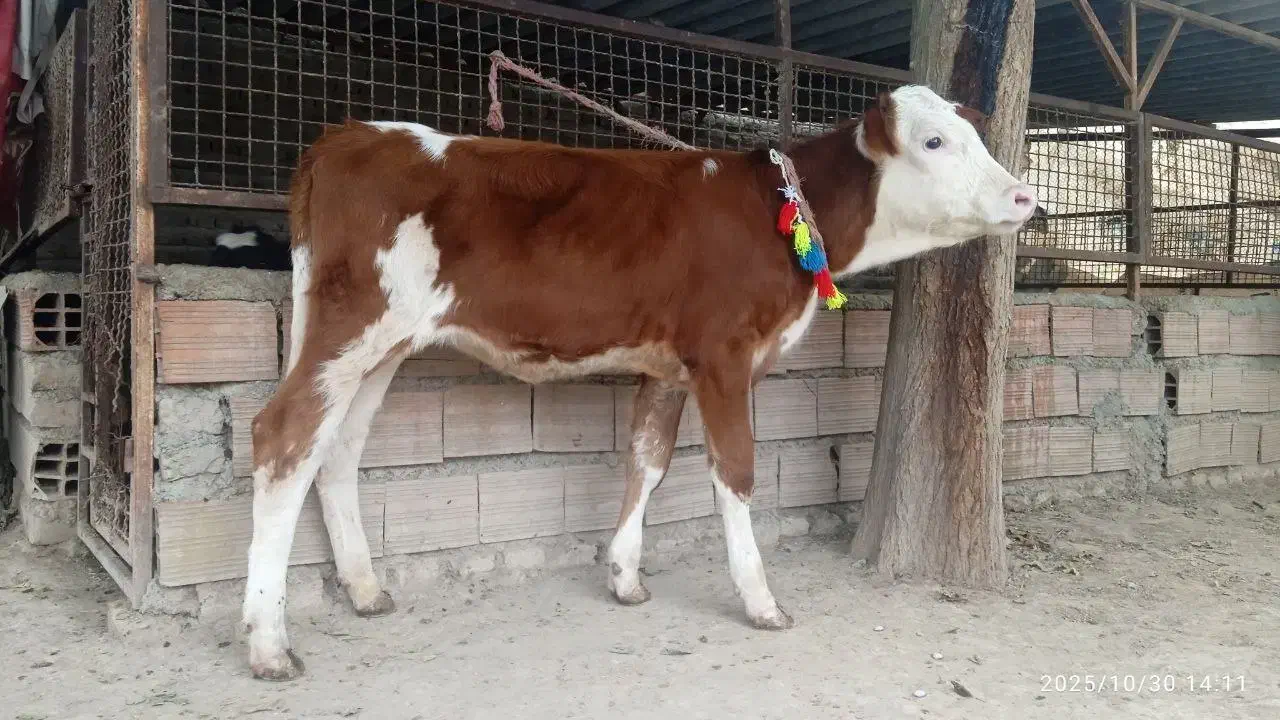 2 عدد گوساله سیمینتال ماده قرمز شرابی 4 ماهه|حیوانات مزرعه|گنبد کاووس, |دیوار