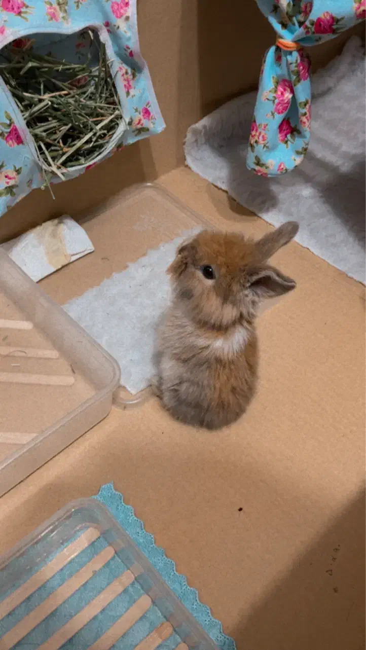 خرگوش لوپ|موش و خرگوش|مشهد, مقدم|دیوار