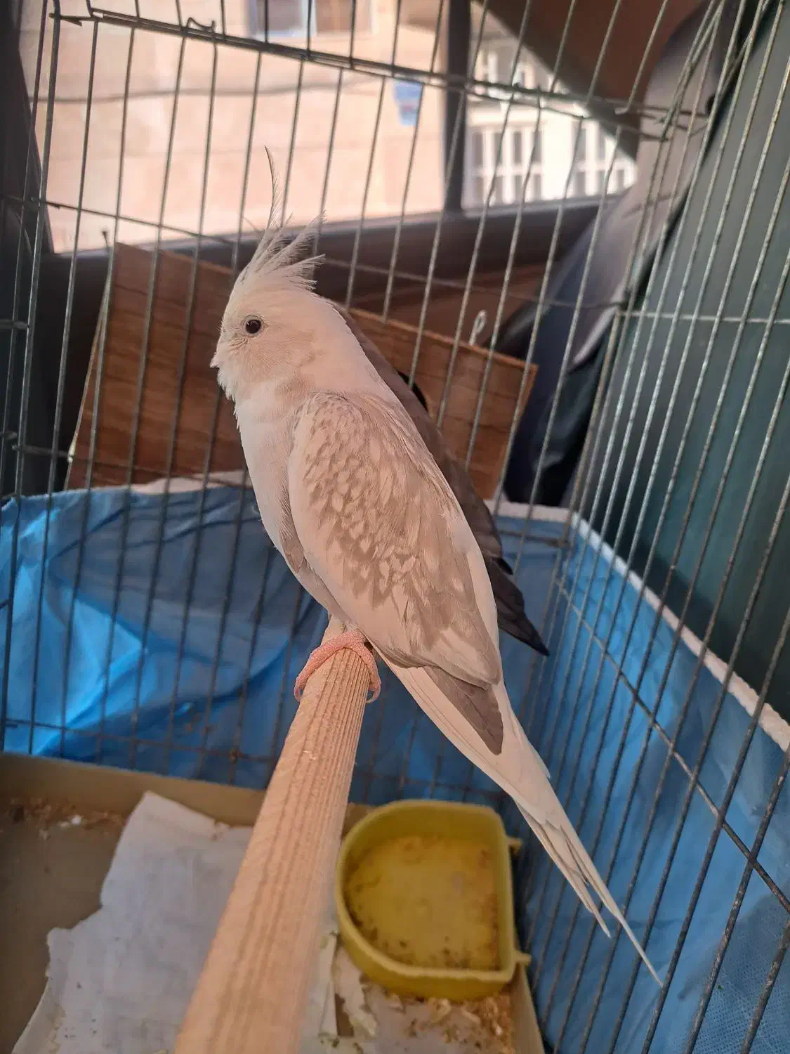 عروس هلندی|پرنده|قم, فرهنگیان و شهربانی|دیوار