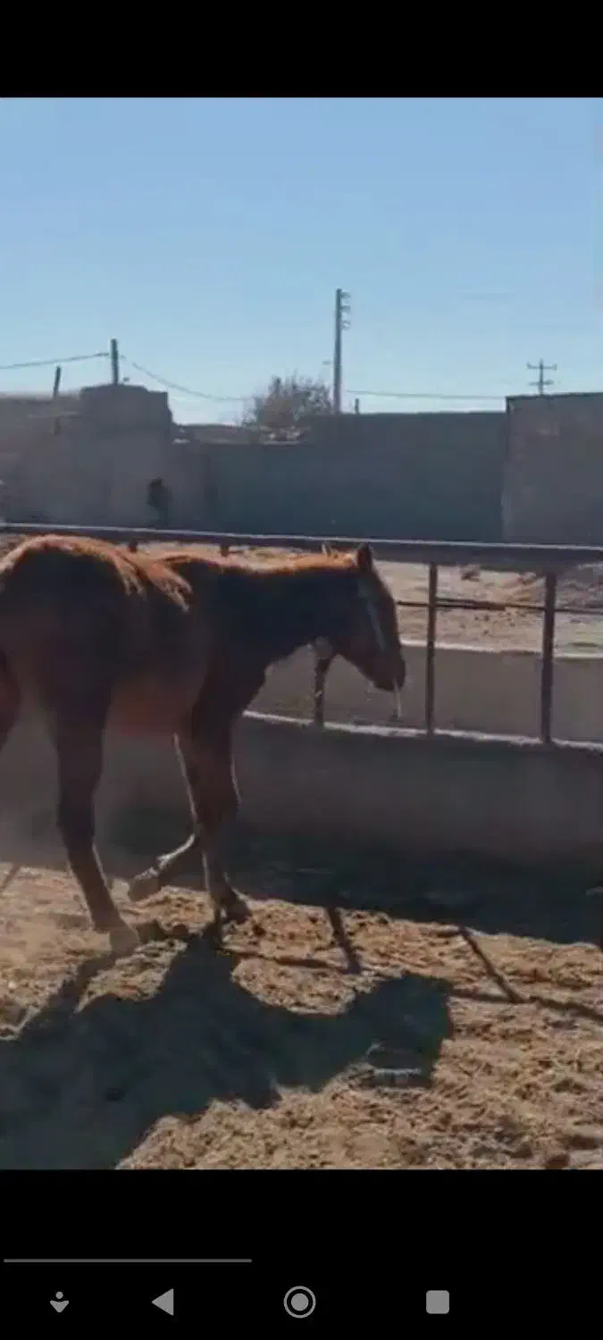 اسب|اسب و تجهیزات اسب‌سواری|نیشابور, خیام|دیوار