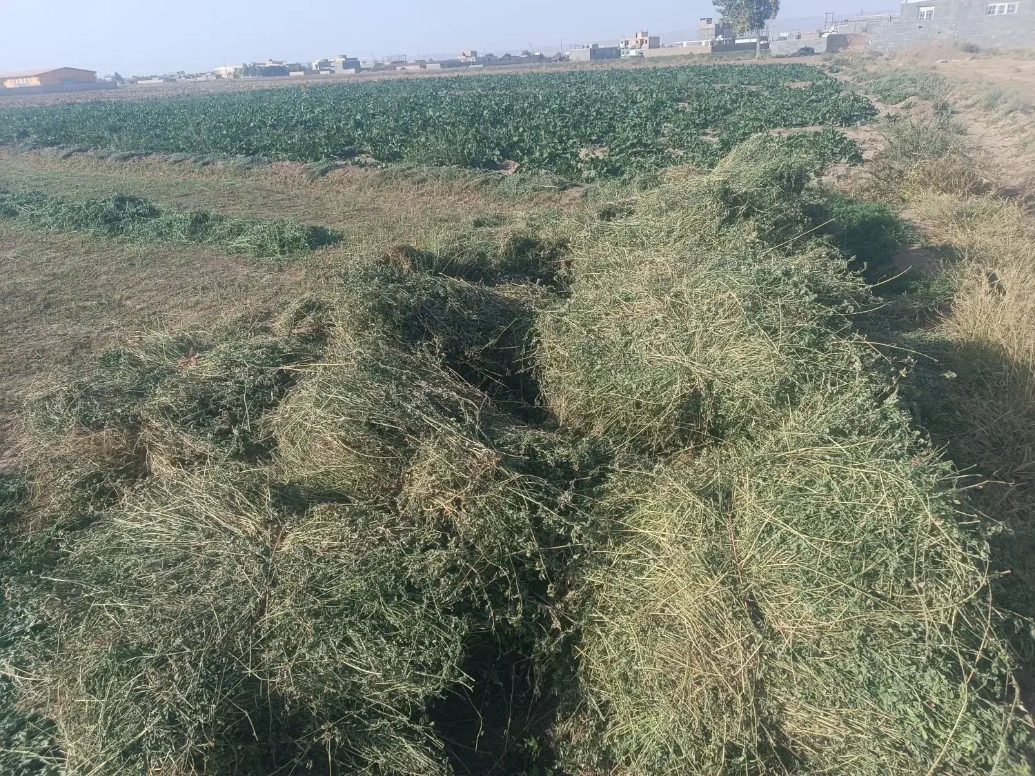 یونجه یا بیده|لوازم جانبی حیوانات|جوین, |دیوار