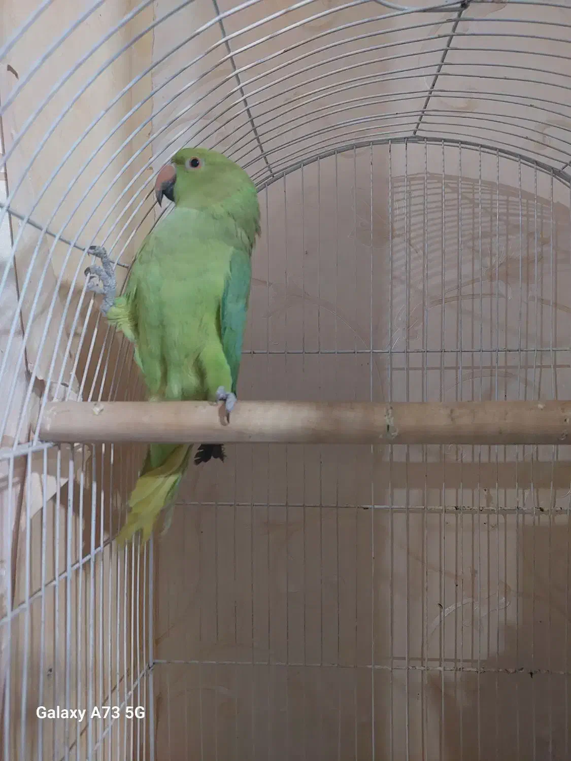 طوطی ملنگو ماده|پرنده|فردیس, منظریه|دیوار