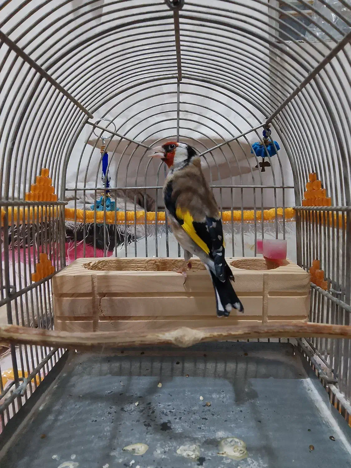 سهره جوجه قفس معاوضه انگشتر|پرنده|شیراز, شهرک مدرس|دیوار