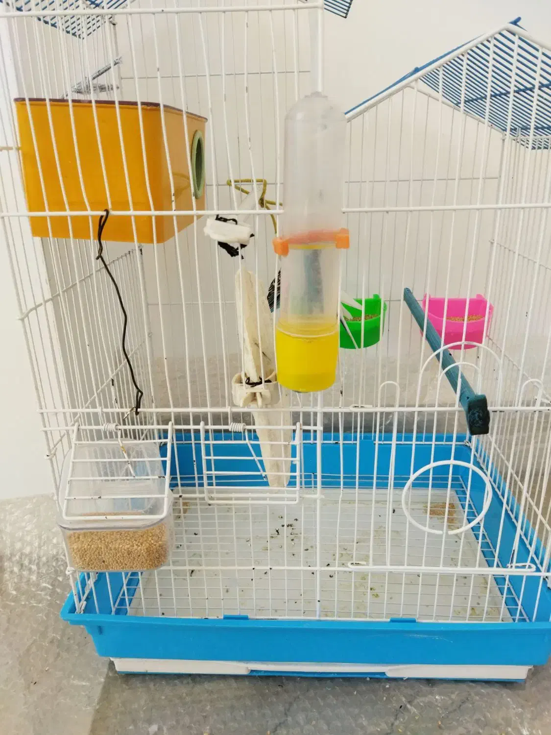 یک جفت مرغ عشق مولد و سالم|پرنده|بوکان, |دیوار