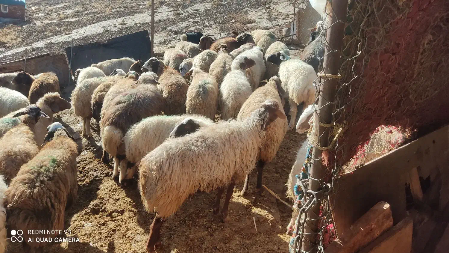 گوسفند وشیشک وبز وتی بز چاق کشتاری روغنی|حیوانات مزرعه|خرمآباد, |دیوار