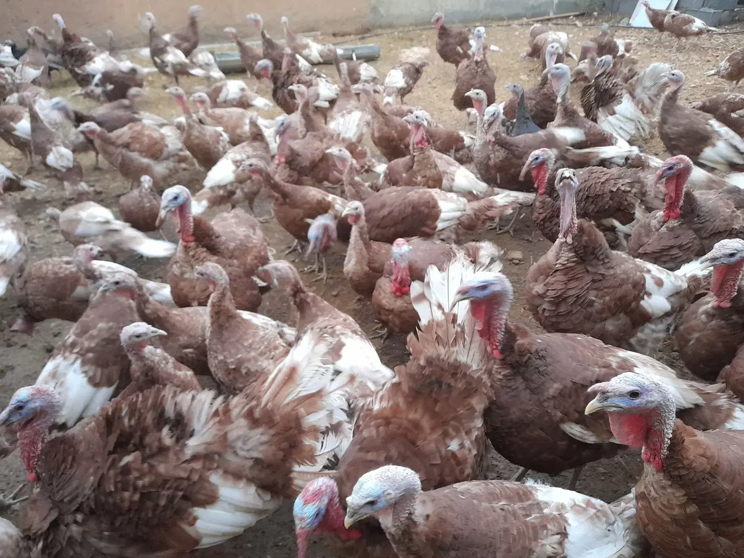 بوقلمون محلی|حیوانات مزرعه|دهگلان, |دیوار