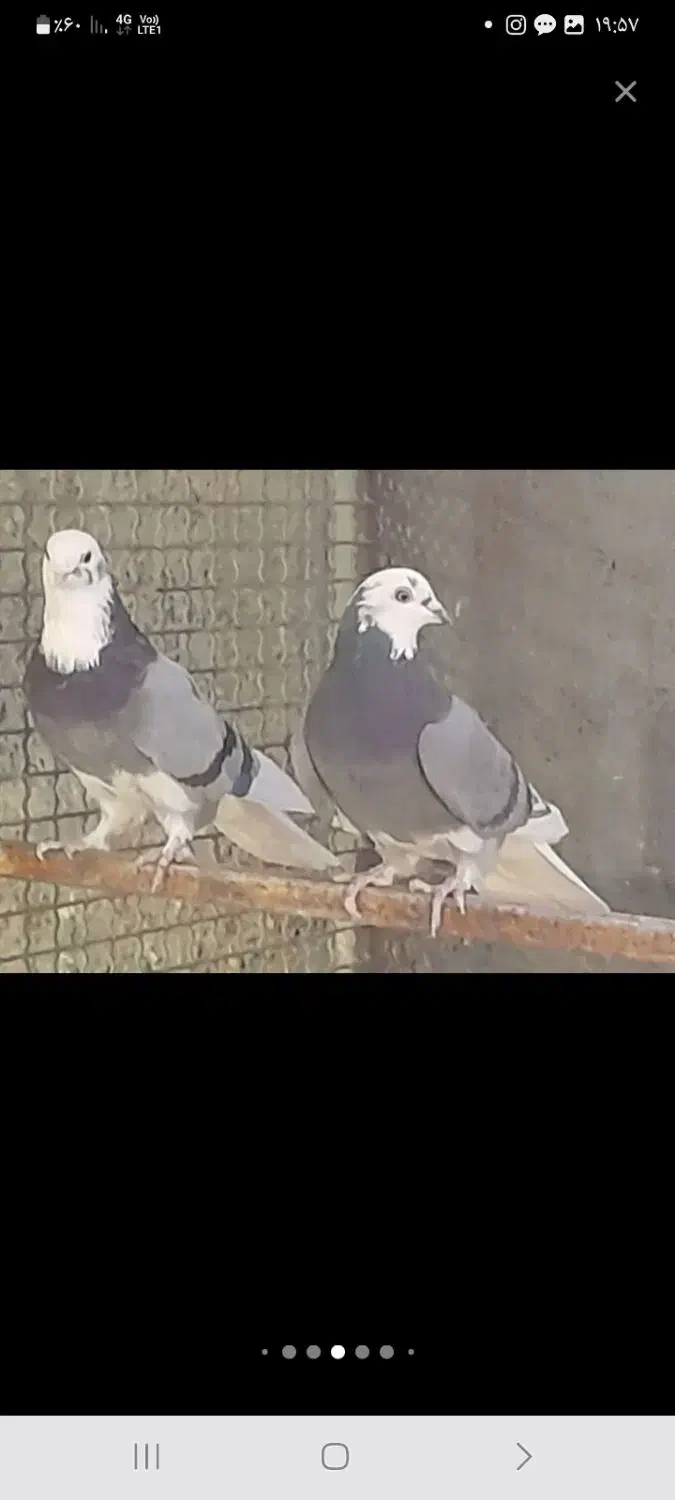 تعدادی کبوتر پرشی|پرنده|قم, باغ اشرافی|دیوار