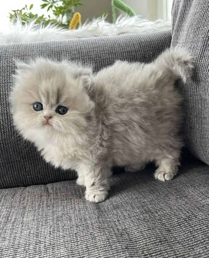 فروش گربه پرشین /|گربه|بوشهر, |دیوار