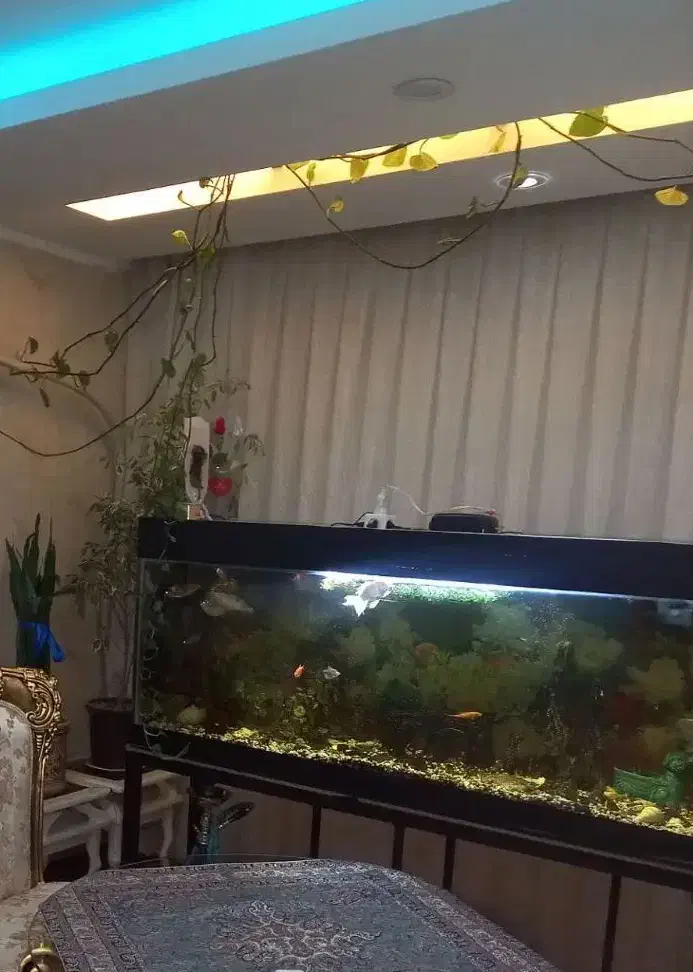 اکواریوم|ماهی|محمدیه-قزوین, |دیوار