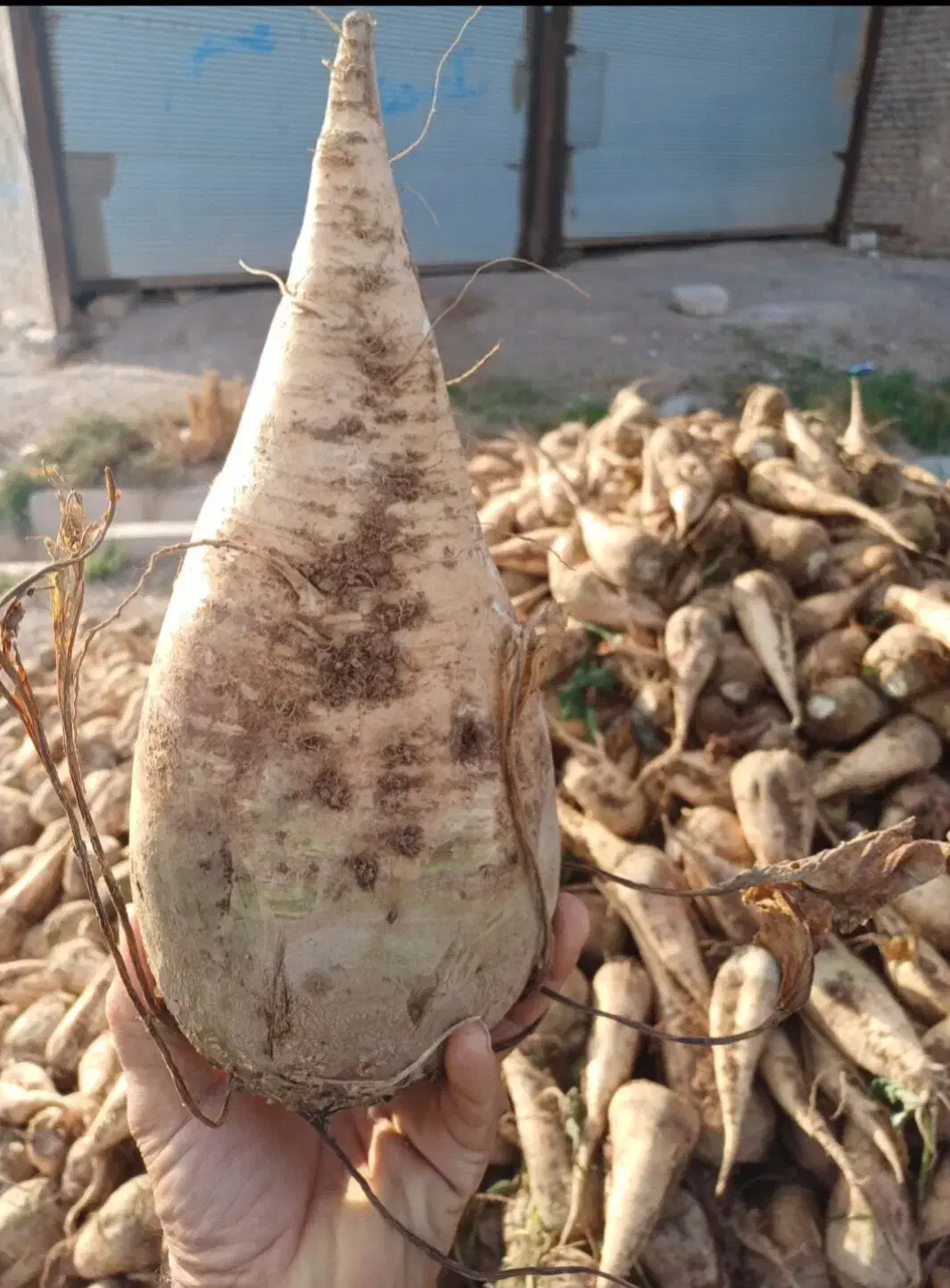 فروش عمده چغندر و یونجه|عمده‌فروشی|بشاریات, |دیوار