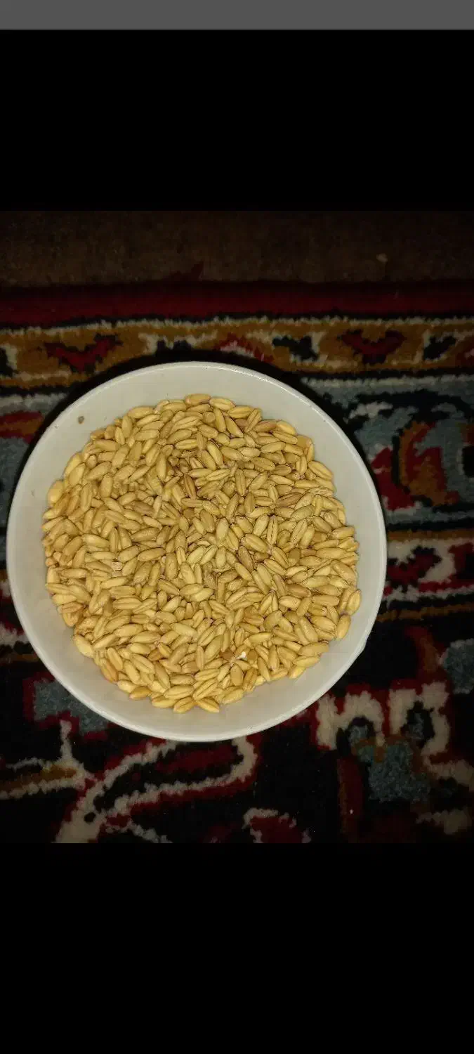 گندم بذر|گل و گیاه طبیعی|سنندج, |دیوار