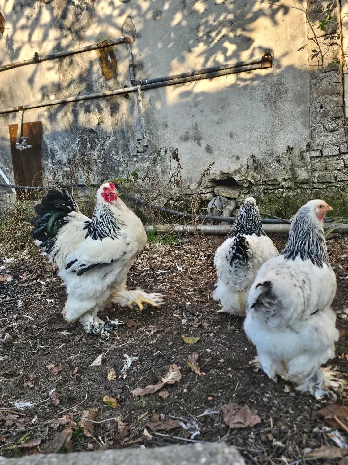 جوجه برهما لایت|حیوانات مزرعه|ساری, |دیوار