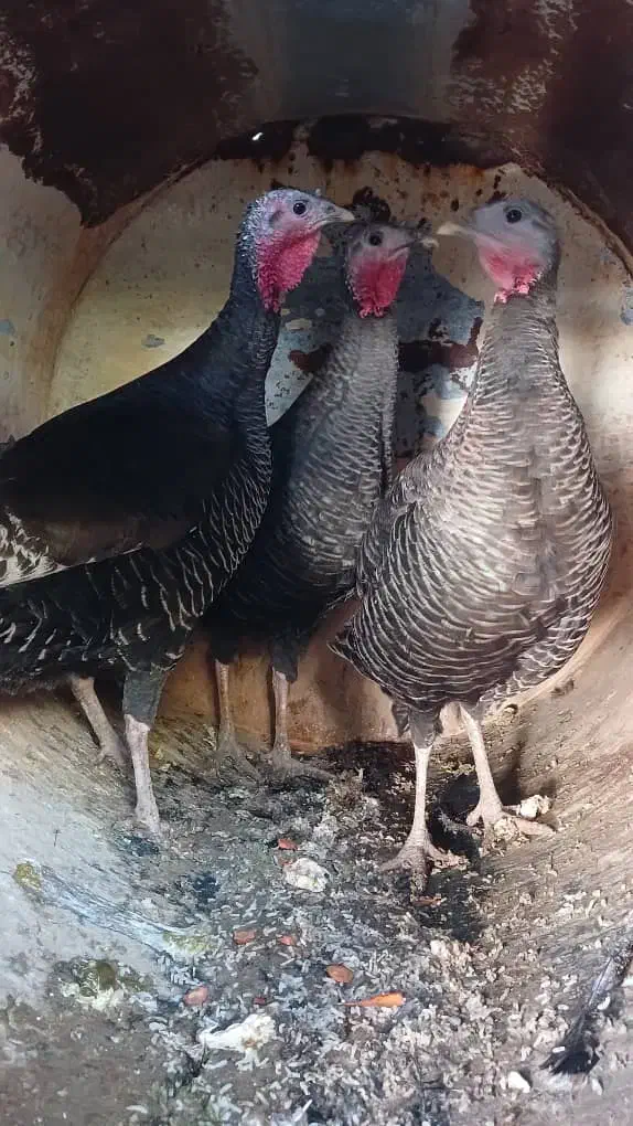 بوقلمون|حیوانات مزرعه|مرودشت, بیست متری بیمارستان|دیوار