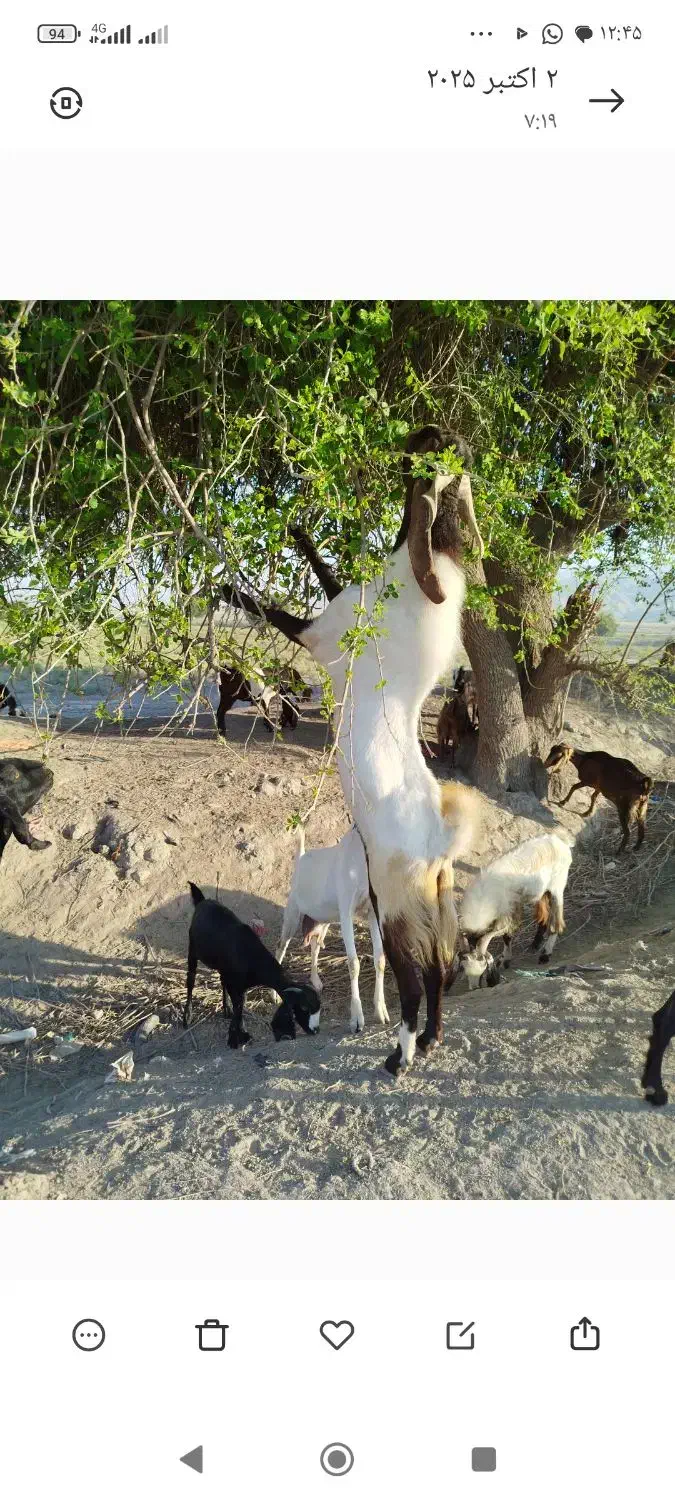 پازن مست گله رون|حیوانات مزرعه|رامهرمز, |دیوار