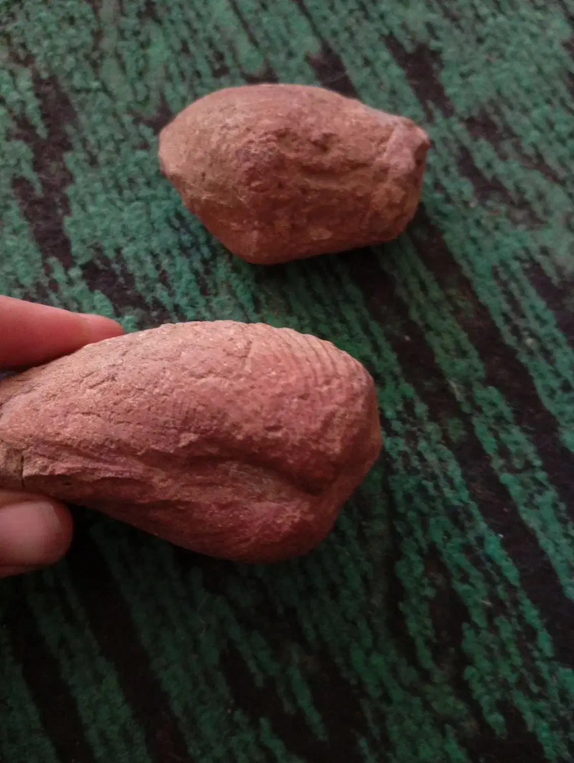 فسیل صدف|کلکسیون و سرگرمی|راور, |دیوار