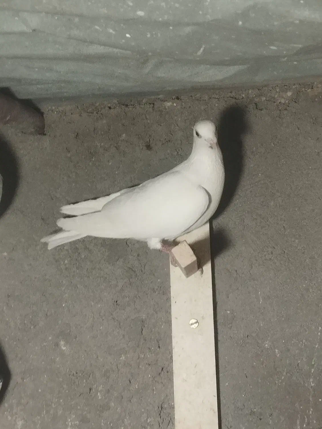 سرخ|پرنده|تربتحیدریه, دیزقند|دیوار