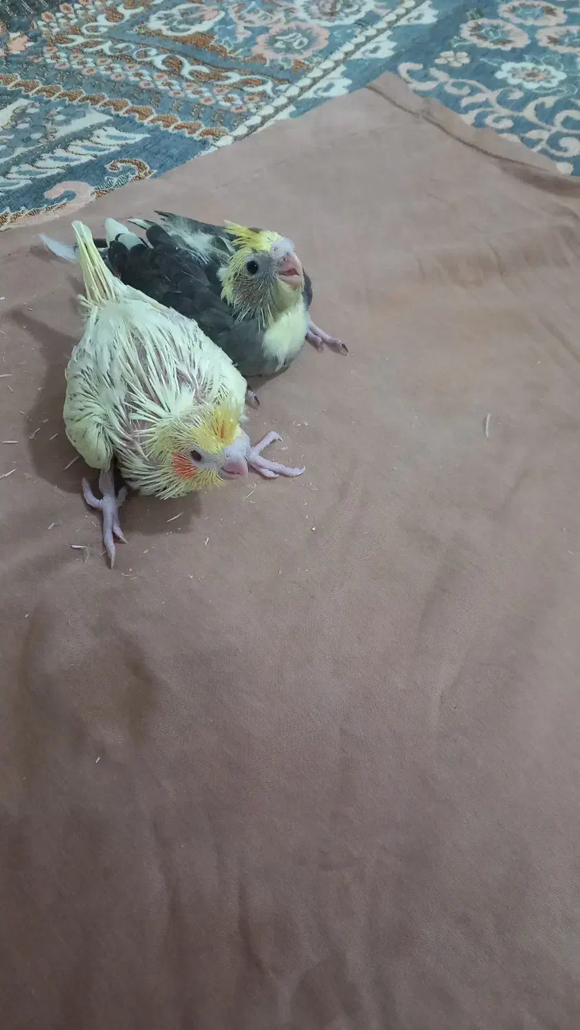 جوجه عروس هلندی|پرنده|امیدیه, |دیوار