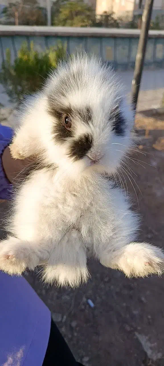 خرگوش لوپ|موش و خرگوش|پرند, فاز ۶|دیوار