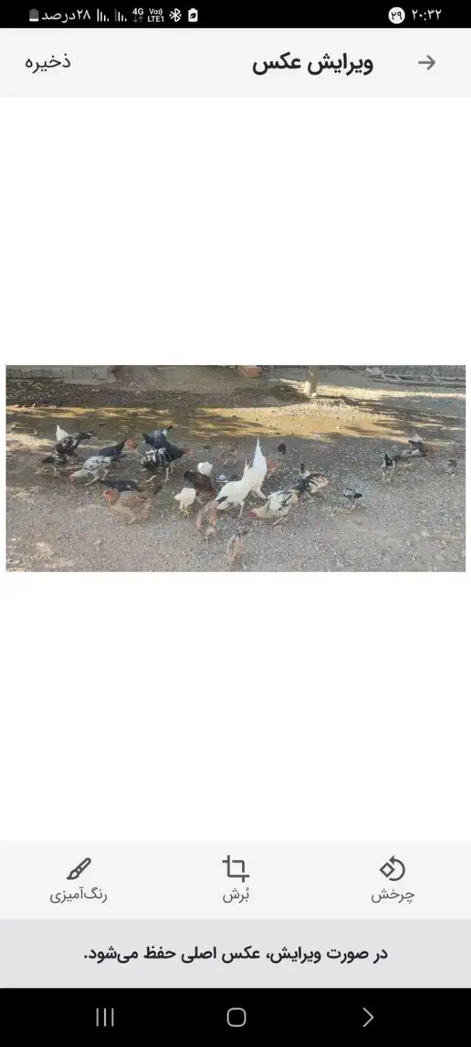 مرغ.محلی|حیوانات مزرعه|منوجان, |دیوار