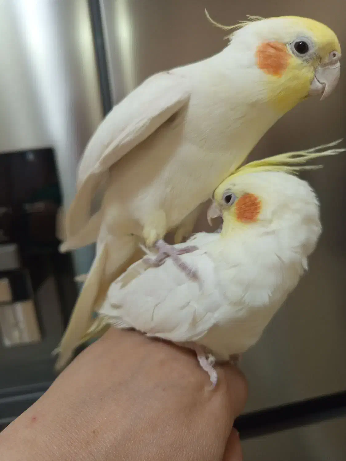 عروس هلندی نروماده سفید فنج|پرنده|اردبیل, |دیوار