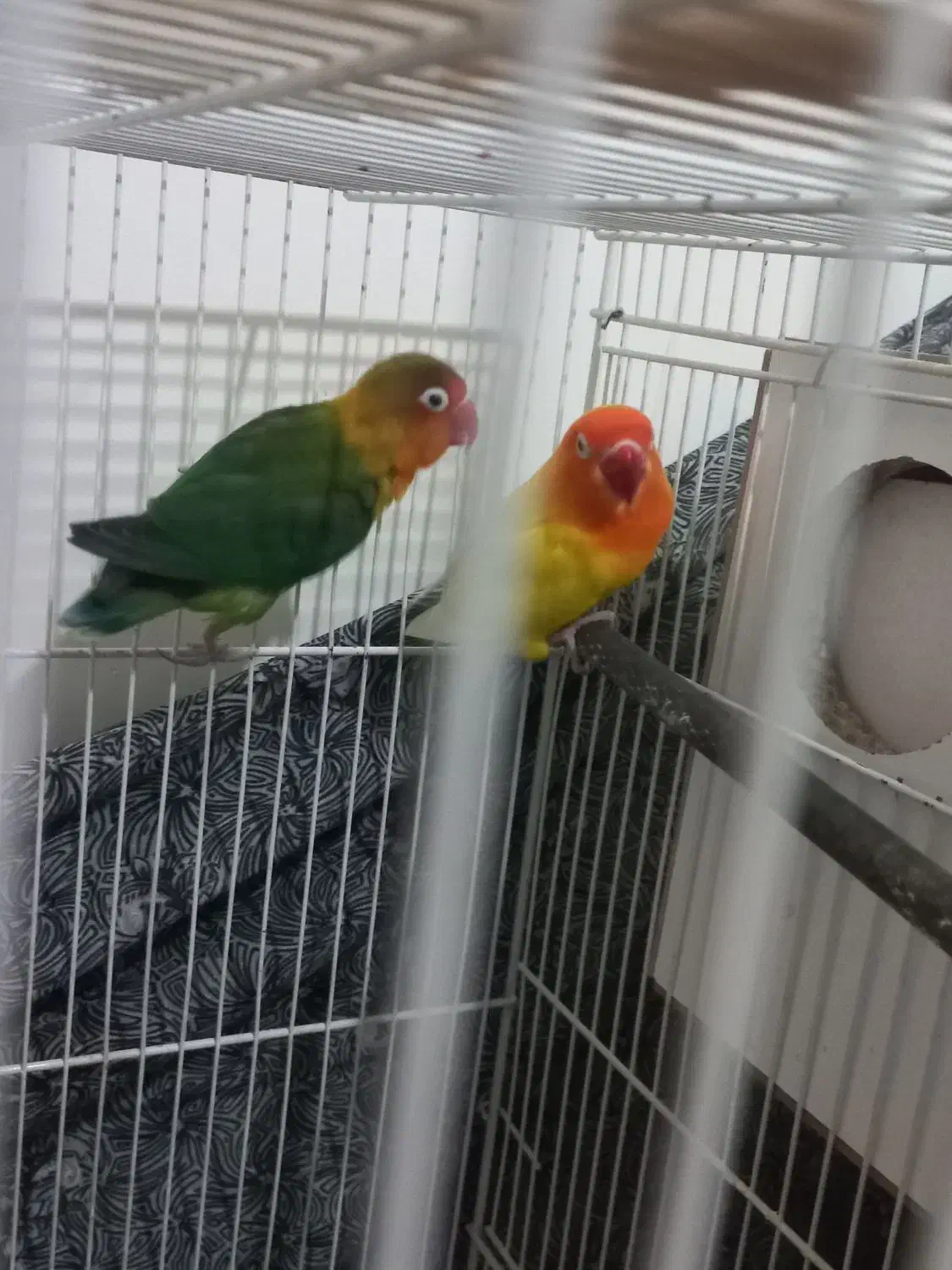 جفت کوتوله|پرنده|مشهد, هدایت|دیوار