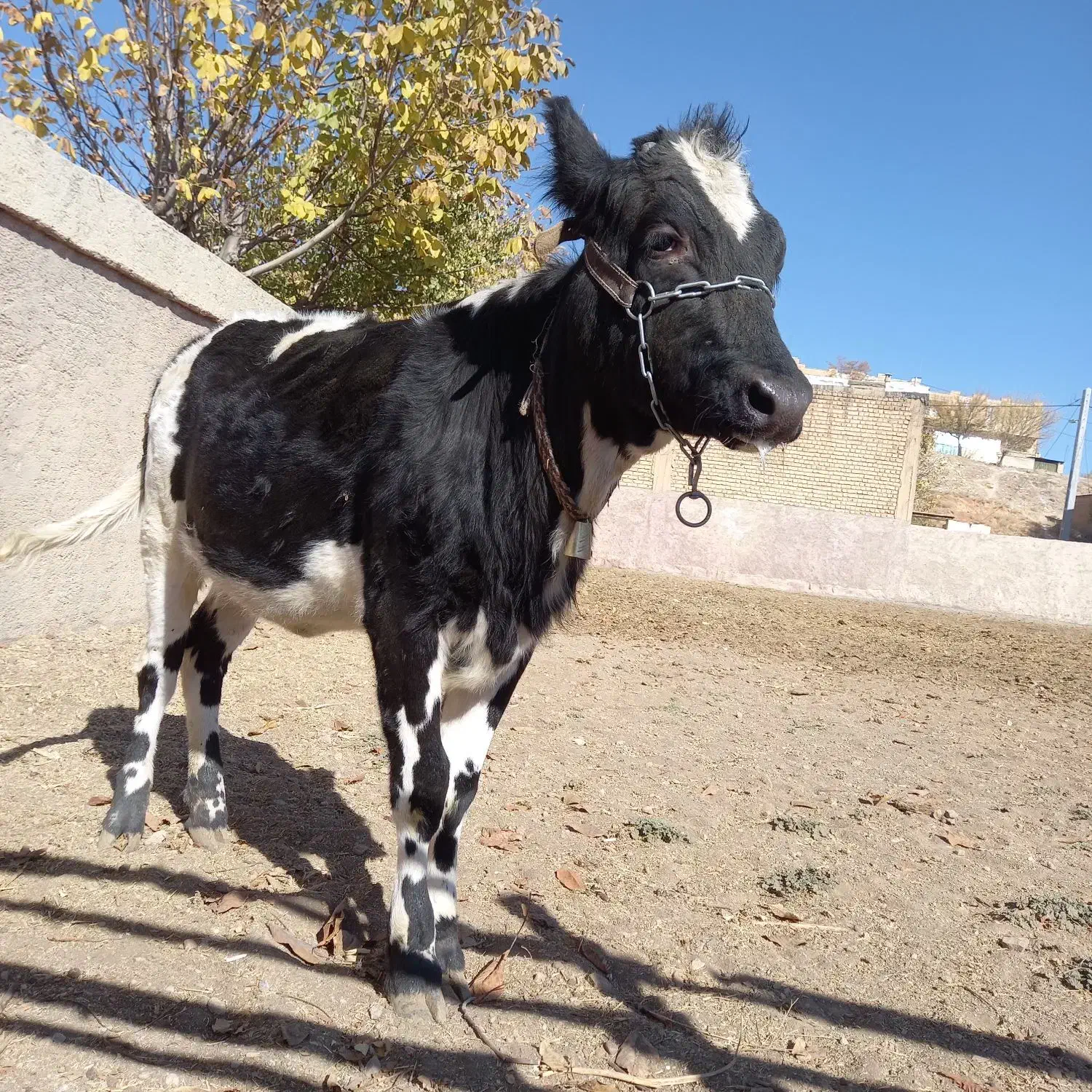 گوساله ماده هلشتاین|حیوانات مزرعه|فارسان, |دیوار