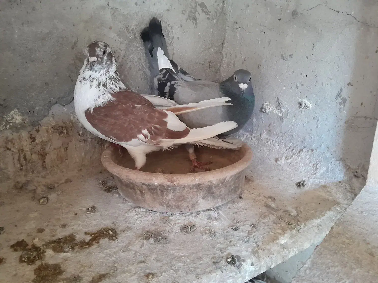 کبوتر پلاکی ونره دورگ|پرنده|فومن, |دیوار