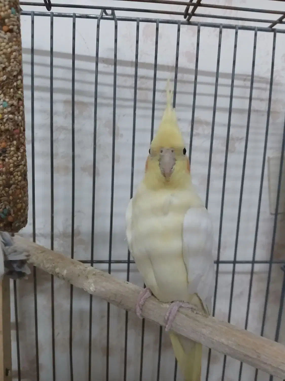 عروس هلندی نر و ماده سرحال و بازیگوش|پرنده|اصفهان, شهرک کاوه|دیوار