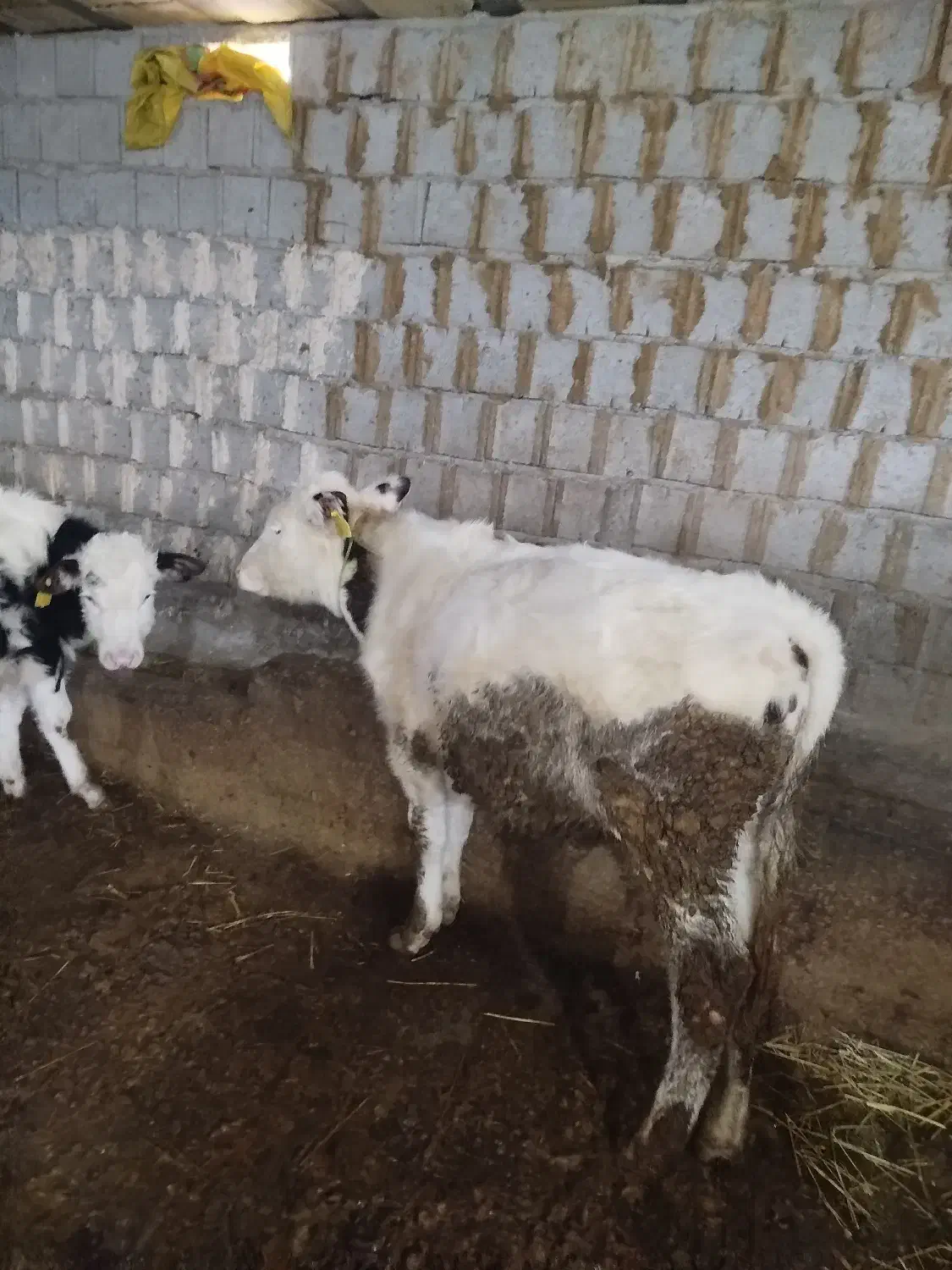 9عددگاو|حیوانات مزرعه|مشگین شهر, |دیوار