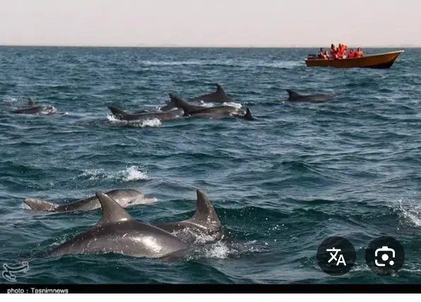 گشت روزانه جزیره قشم|تور و چارتر|قشم, |دیوار