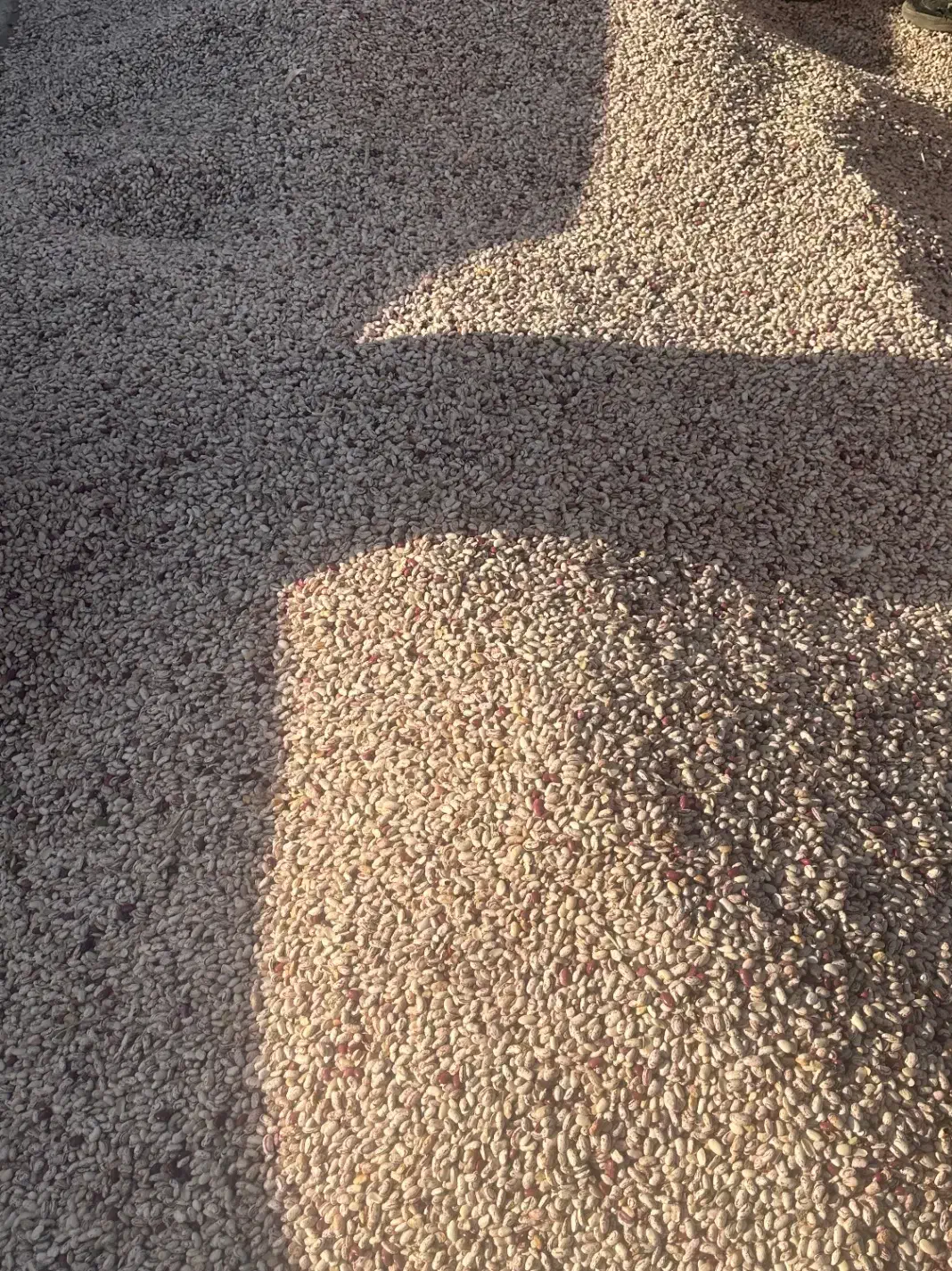 لوبیا چیتی ۷۵ روز|عمدهفروشی|اقبالیه, |دیوار