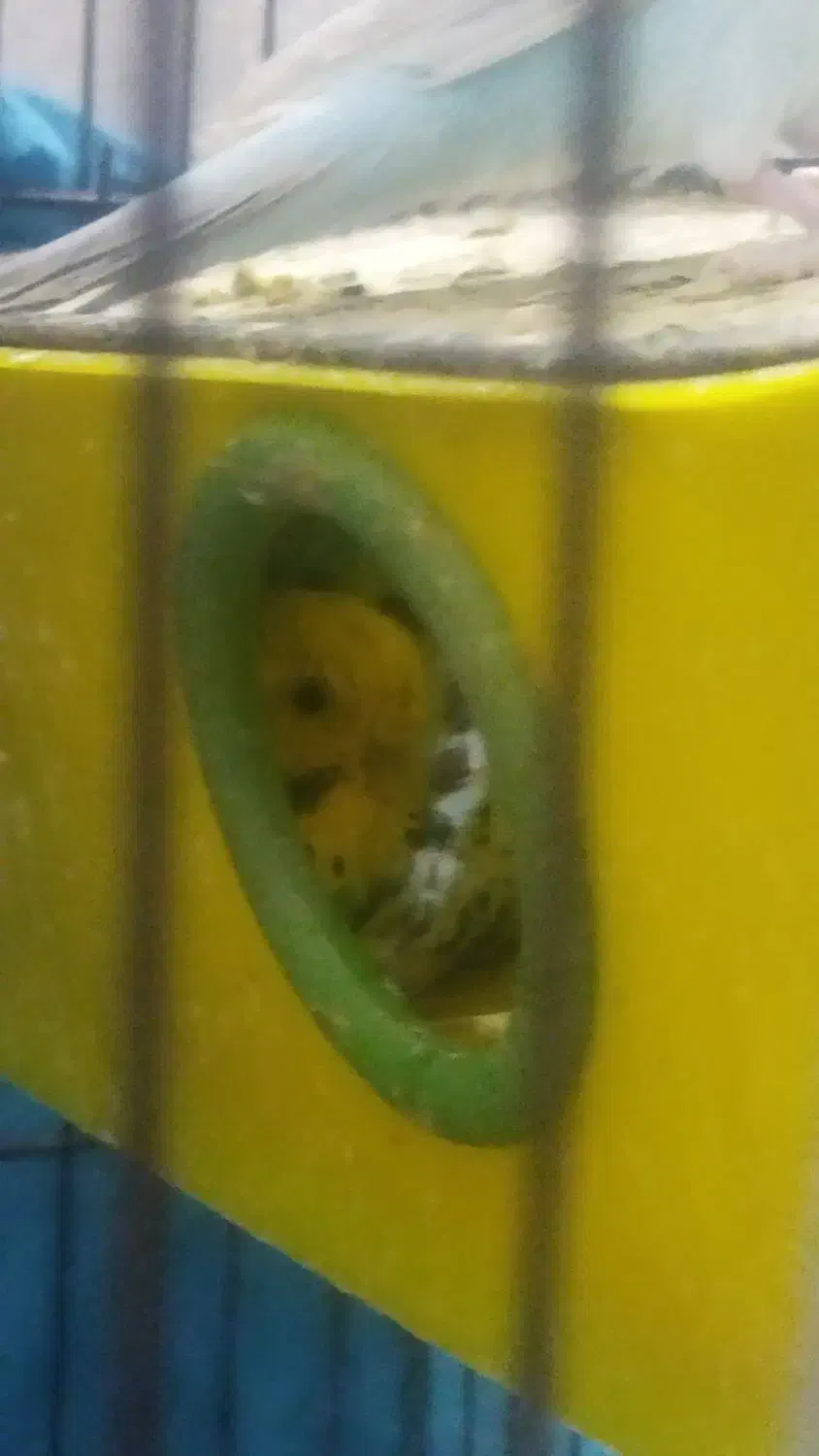 یک جفت مرغ عشق مولد|پرنده|اهرم, |دیوار