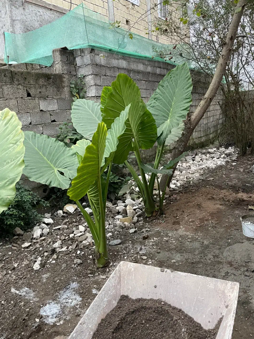 گل بابا آدم ۵ بوته|گل و گیاه طبیعی|لاهیجان, بازکیاگوراب|دیوار