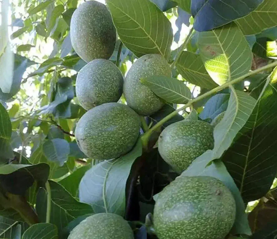 نهالستان گردو و پسته پربار و اقتصادی|خدمات باغبانی و درختکاری|نیریز, |دیوار