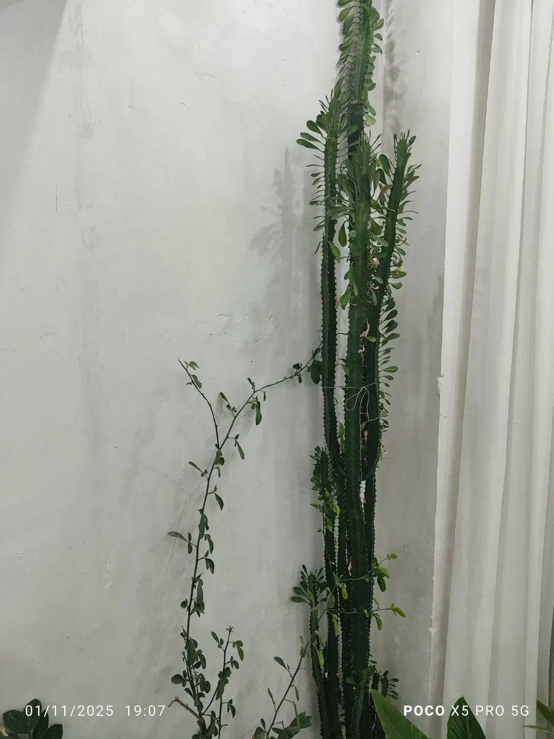 گل آفوربیا|گل و گیاه طبیعی|ایلام, |دیوار