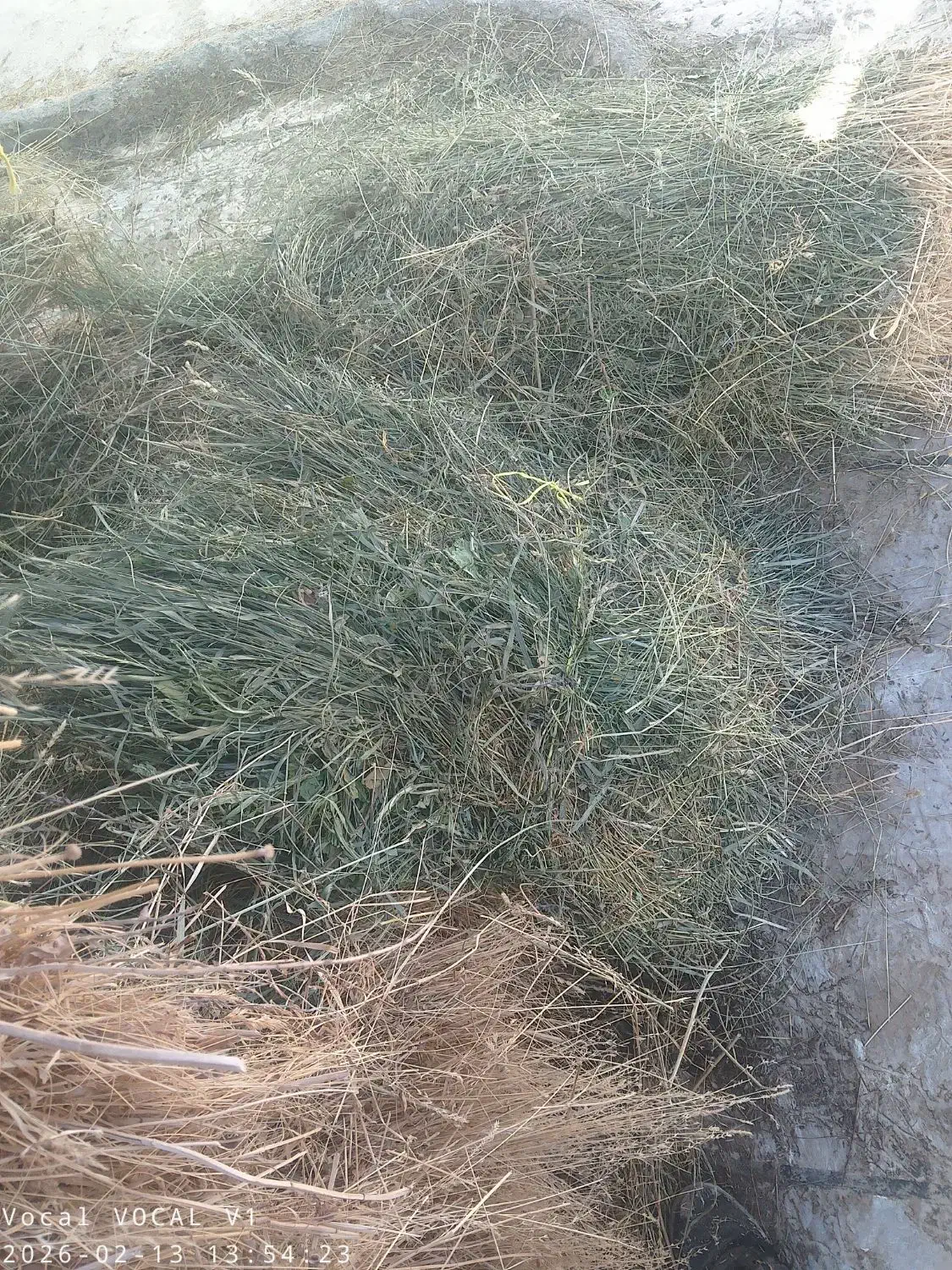 یونجه|لوازم جانبی حیوانات|قیدار, |دیوار