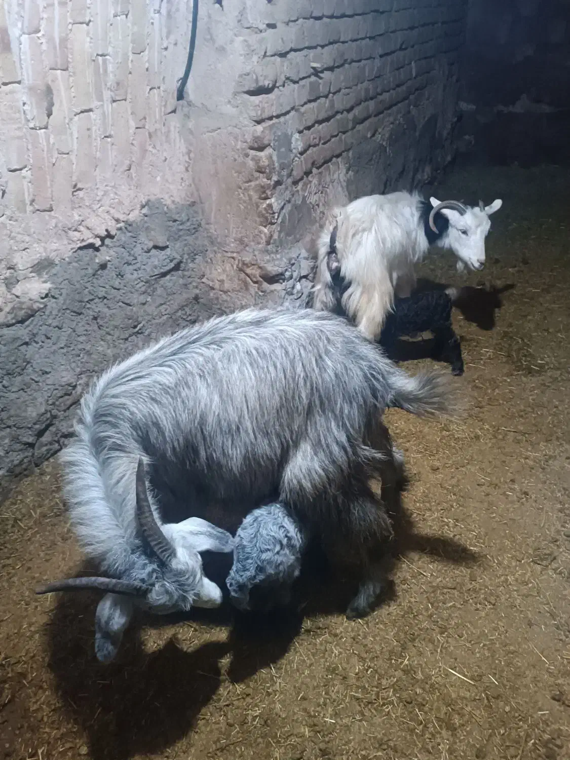 گوسفند|حیوانات مزرعه|قروه, |دیوار